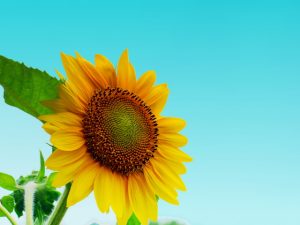 夏